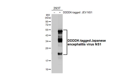 Anti-Japanese encephalitis virus NS1 antibody [HL4503] used in Western Blot (WB). GTX644073
