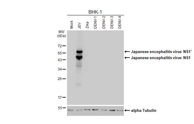 Anti-Japanese encephalitis virus NS1 antibody [HL4503] used in Western Blot (WB). GTX644073