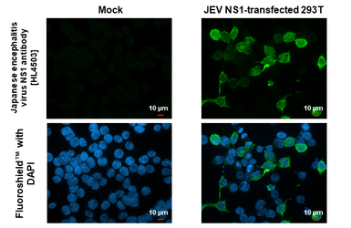 Anti-Japanese encephalitis virus NS1 antibody [HL4503] used in Immunocytochemistry/ Immunofluorescence (ICC/IF). GTX644073
