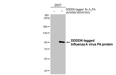 Anti-Influenza A virus PA protein antibody [HL4504] used in Western Blot (WB). GTX644074