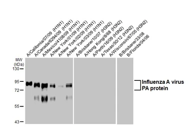 Anti-Influenza A virus PA protein antibody [HL4504] used in Western Blot (WB). GTX644074