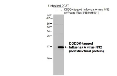 Anti-Influenza A virus NS2 / NEP antibody [HL4505] used in Western Blot (WB). GTX644075