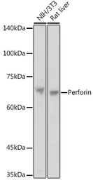Anti-Perforin antibody used in Western Blot (WB). GTX64408