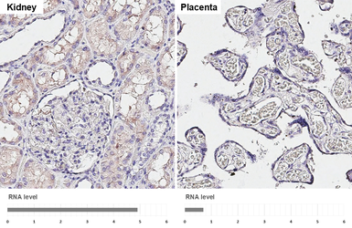 Anti-alpha 2b Adrenergic Receptor antibody [HL4510] used in IHC (Paraffin sections) (IHC-P). GTX644080