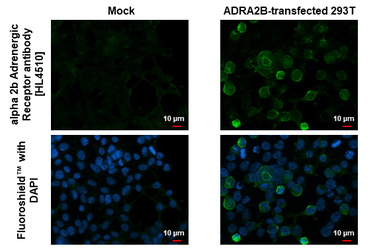 Anti-alpha 2b Adrenergic Receptor antibody [HL4510] used in Immunocytochemistry/ Immunofluorescence (ICC/IF). GTX644080