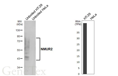 Anti-NMUR2 antibody [HL4522] used in Western Blot (WB). GTX644092