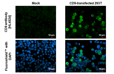 Anti-CD9 antibody [HL4524] used in Immunocytochemistry/ Immunofluorescence (ICC/IF). GTX644094