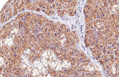 Anti-CD9 antibody [HL4525] used in IHC (Paraffin sections) (IHC-P). GTX644095