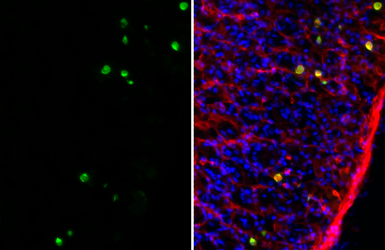 Anti-Ghrelin antibody [HL4526] used in IHC (Frozen sections) (IHC-Fr). GTX644096