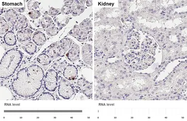 Anti-Ghrelin antibody [HL4526] used in IHC (Paraffin sections) (IHC-P). GTX644096