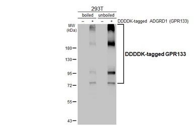 Anti-GPR133 antibody [HL4528] used in Western Blot (WB). GTX644098