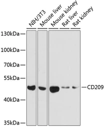 Anti-DC-SIGN antibody used in Western Blot (WB). GTX64419
