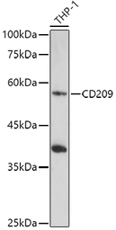Anti-DC-SIGN antibody used in Western Blot (WB). GTX64419