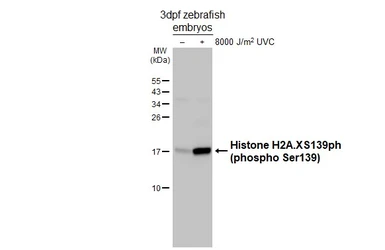 Anti-Histone H2A.XS139ph (phospho Ser139) antibody [HL4533] used in Western Blot (WB). GTX644201
