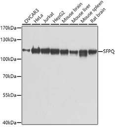 Anti-SFPQ antibody used in Western Blot (WB). GTX64421