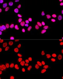 Anti-SFPQ antibody used in Immunocytochemistry/ Immunofluorescence (ICC/IF). GTX64421