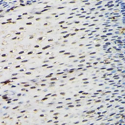 Anti-SFPQ antibody used in IHC (Paraffin sections) (IHC-P). GTX64421