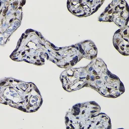Anti-SFPQ antibody used in IHC (Paraffin sections) (IHC-P). GTX64421