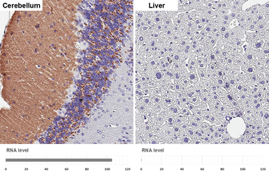 Anti-VGluT1 antibody [HL4544] used in IHC (Paraffin sections) (IHC-P). GTX644212