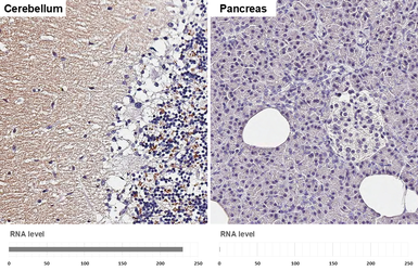 Anti-VGluT1 antibody [HL4544] used in IHC (Paraffin sections) (IHC-P). GTX644212