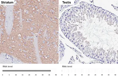 Anti-VGluT1 antibody [HL4544] used in IHC (Paraffin sections) (IHC-P). GTX644212