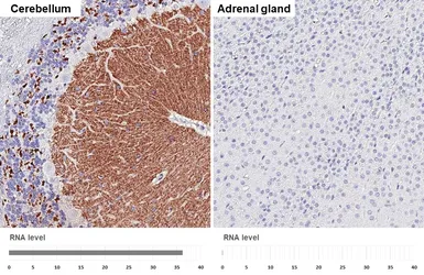 Anti-VGluT1 antibody [HL4544] used in IHC (Paraffin sections) (IHC-P). GTX644212