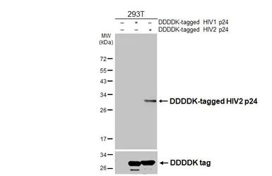 Anti-HIV2 p24 antibody [HL4545] used in Western Blot (WB). GTX644213