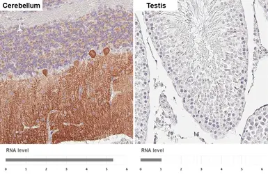 Anti-GABA B Receptor 2 antibody [HL4551] used in IHC (Paraffin sections) (IHC-P). GTX644219