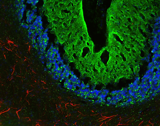 Anti-GABA B Receptor 2 antibody [HL4551] used in IHC (Frozen sections) (IHC-Fr). GTX644219