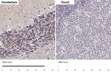 Anti-GABA B Receptor 2 antibody [HL4551] used in IHC (Paraffin sections) (IHC-P). GTX644219