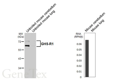 Anti-GHS-R1 antibody [HL4566] used in Western Blot (WB). GTX644234