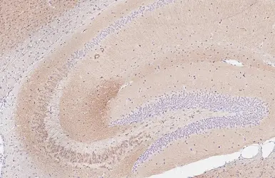 Anti-GHS-R1 antibody [HL4566] used in IHC (Paraffin sections) (IHC-P). GTX644234