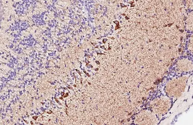 Anti-GHS-R1 antibody [HL4566] used in IHC (Paraffin sections) (IHC-P). GTX644234