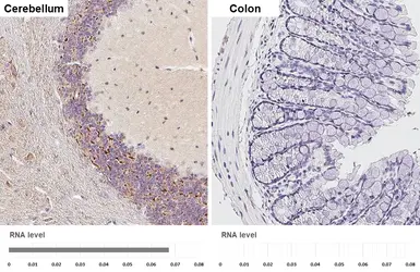 Anti-GHS-R1 antibody [HL4566] used in IHC (Paraffin sections) (IHC-P). GTX644234