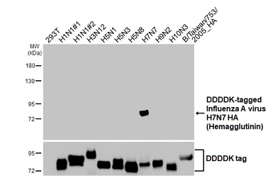 Anti-Avian Influenza A virus H7N7 HA (Hemagglutinin) antibody [GT226] used in Western Blot (WB). GTX644237