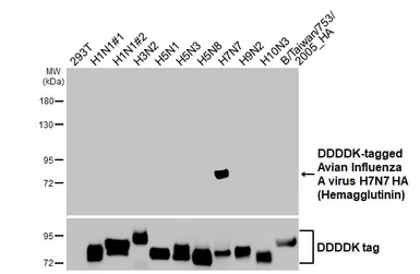 Anti-Avian Influenza A virus H7N7 HA (Hemagglutinin) antibody [GT226] used in Western Blot (WB). GTX644237