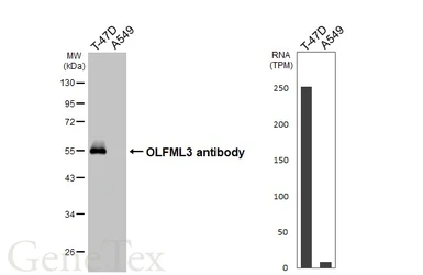 Anti-OLFML3 antibody [HL4567] used in Western Blot (WB). GTX644243