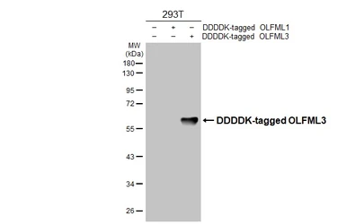 Anti-OLFML3 antibody [HL4567] used in Western Blot (WB). GTX644243