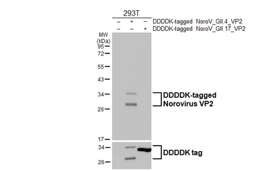 Anti-Norovirus VP2 antibody [HL4580] used in Western Blot (WB). GTX644256