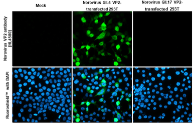 Anti-Norovirus VP2 antibody [HL4580] used in Immunocytochemistry/ Immunofluorescence (ICC/IF). GTX644256