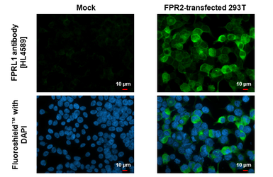 Anti-FPRL1 antibody [HL4589] used in Immunocytochemistry/ Immunofluorescence (ICC/IF). GTX644265