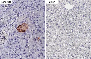 Anti-Glucagon antibody [HL4596] used in IHC (Paraffin sections) (IHC-P). GTX644272