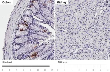 Anti-Glucagon antibody [HL4596] used in IHC (Paraffin sections) (IHC-P). GTX644272