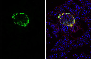 Anti-Glucagon antibody [HL4596] used in IHC (Frozen sections) (IHC-Fr). GTX644272