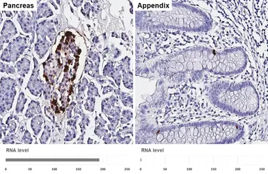 Anti-Glucagon antibody [HL4596] used in IHC (Paraffin sections) (IHC-P). GTX644272