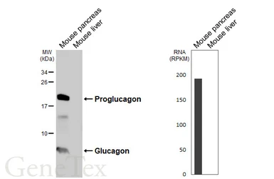 Anti-Glucagon antibody [HL4596] used in Western Blot (WB). GTX644272