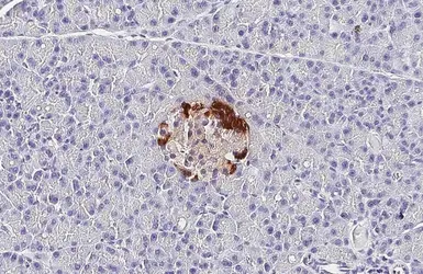 Anti-Glucagon antibody [HL4596] used in IHC (Paraffin sections) (IHC-P). GTX644272