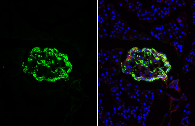 Anti-GLP1 antibody [HL4597] used in IHC (Frozen sections) (IHC-Fr). GTX644273