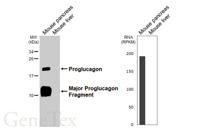Anti-GLP1 antibody [HL4597] used in Western Blot (WB). GTX644273