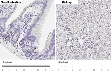 Anti-GLP1 antibody [HL4597] used in IHC (Paraffin sections) (IHC-P). GTX644273